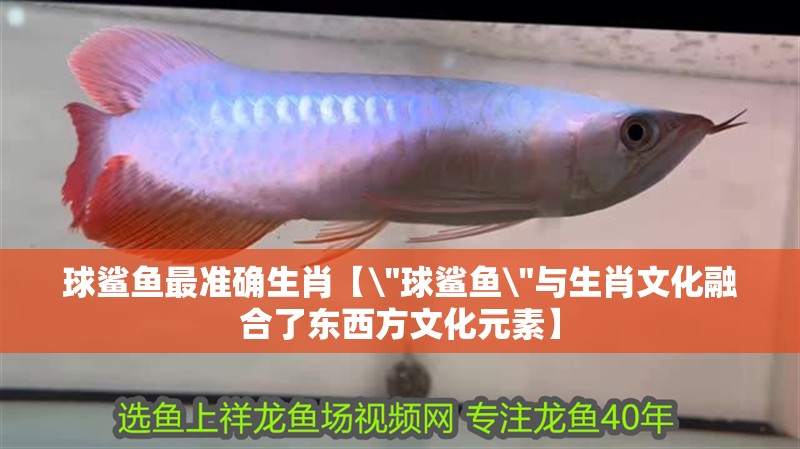 球鯊魚最準確生肖【\