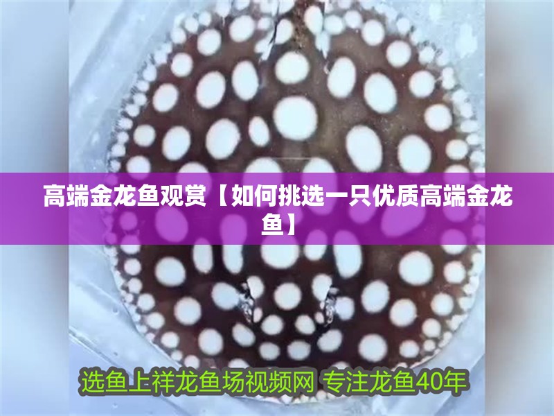 高端金龍魚觀賞【如何挑選一只優質高端金龍魚】