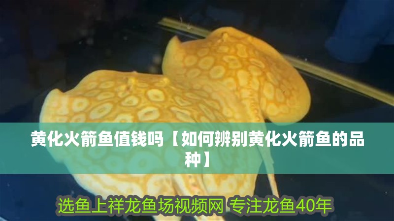 黃化火箭魚值錢嗎【如何辨別黃化火箭魚的品種】 黃化火箭魚值錢嗎【如何辨別黃化火箭魚的品種】 龍魚論壇