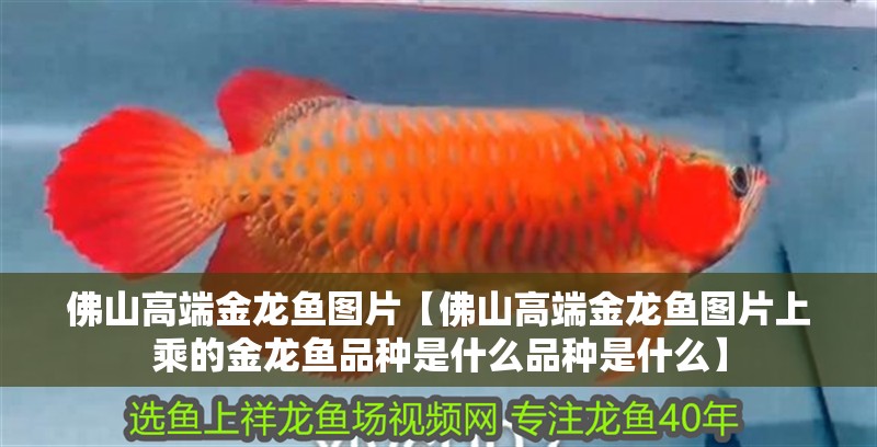 佛山高端金龍魚圖片【佛山高端金龍魚圖片上乘的金龍魚品種是什么品種是什么】 佛山高端金龍魚圖片【佛山高端金龍魚圖片上乘的金龍魚品種是什么品種是什么】 水族問答