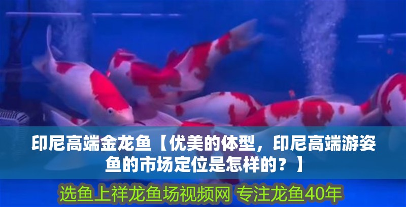 印尼高端金龍魚【優美的體型，印尼高端游姿魚的市場定位是怎樣的？】 印尼高端金龍魚【優美的體型，印尼高端游姿魚的市場定位是怎樣的？】 水族問答