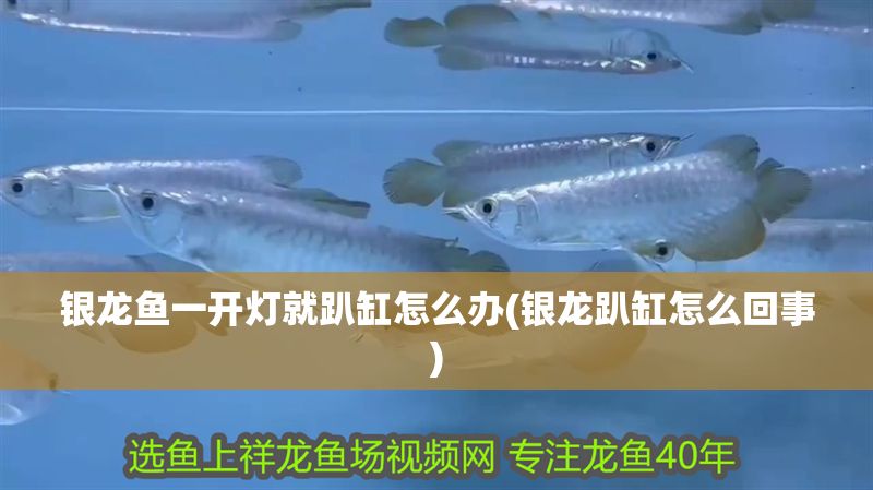 銀龍魚一開燈就趴缸怎么辦(銀龍趴缸怎么回事)