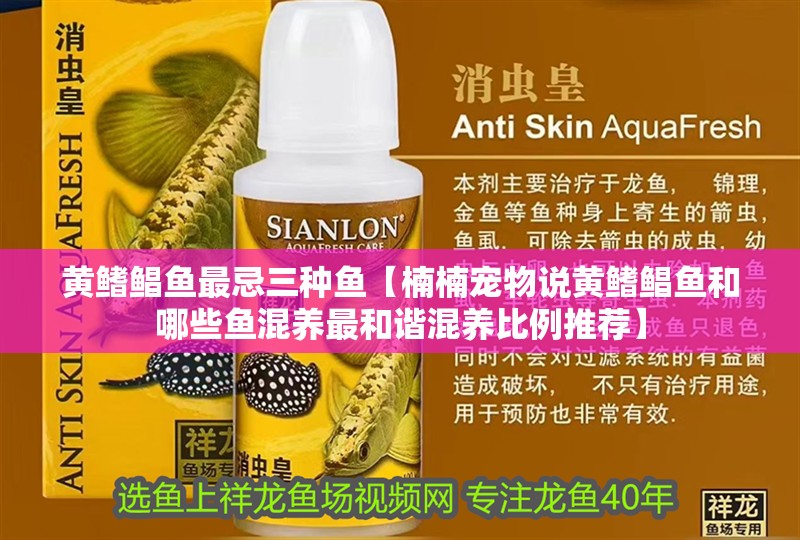 黃鰭鯧魚最忌三種魚【楠楠寵物說黃鰭鯧魚和哪些魚混養(yǎng)最和諧混養(yǎng)比例推薦】