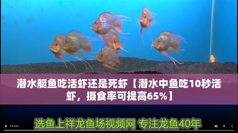潛水艇魚吃活蝦還是死蝦【潛水中魚吃10秒活蝦，攝食率可提高65%】