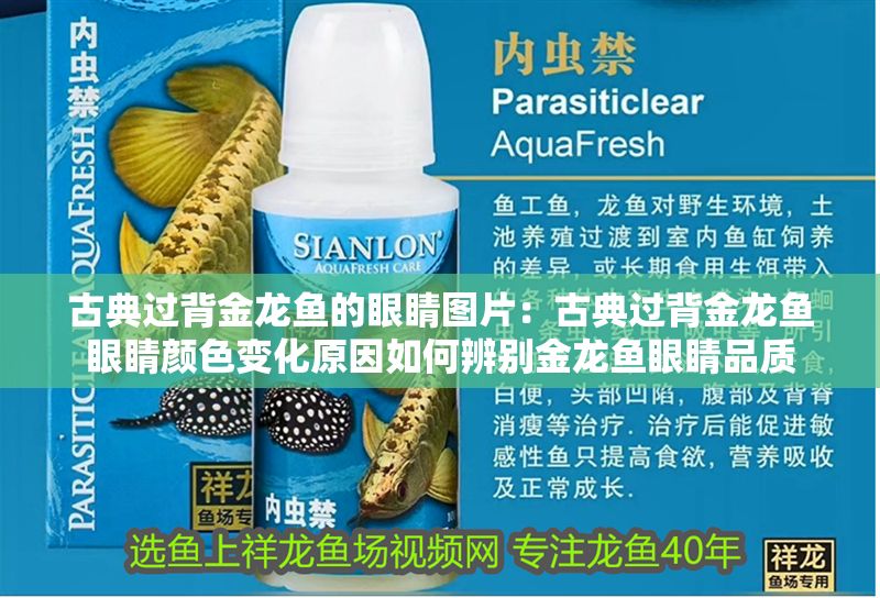 古典過(guò)背金龍魚的眼睛圖片：古典過(guò)背金龍魚眼睛顏色變化原因如何辨別金龍魚眼睛品質(zhì)