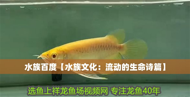 水族百度【水族文化：流動的生命詩篇】 水族百度【水族文化：流動的生命詩篇】 龍魚論壇