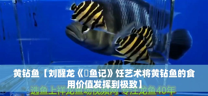 黃鉆魚(yú)【劉醒龍《鳡魚(yú)記》飪藝術(shù)將黃鉆魚(yú)的食用價(jià)值發(fā)揮到極致】