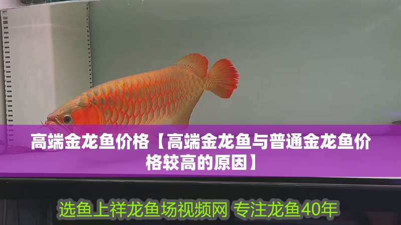 高端金龍魚價格【高端金龍魚與普通金龍魚價格較高的原因】