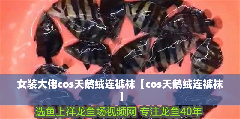 女裝大佬cos天鵝絨連褲襪【cos天鵝絨連褲襪】