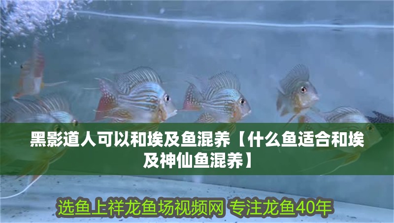 黑影道人可以和埃及魚混養【什么魚適合和埃及神仙魚混養】