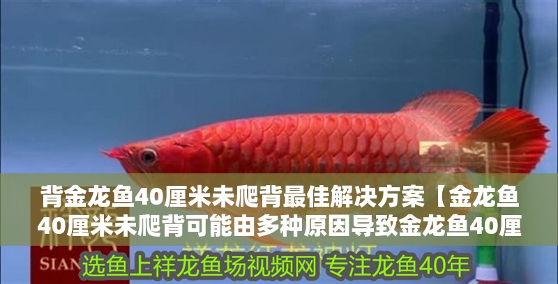 背金龍魚40厘米未爬背最佳解決方案【金龍魚40厘米未爬背可能由多種原因導致金龍魚40厘米未爬背】 背金龍魚40厘米未爬背最佳解決方案【金龍魚40厘米未爬背可能由多種原因導致金龍魚40厘米未爬背】 水族問答