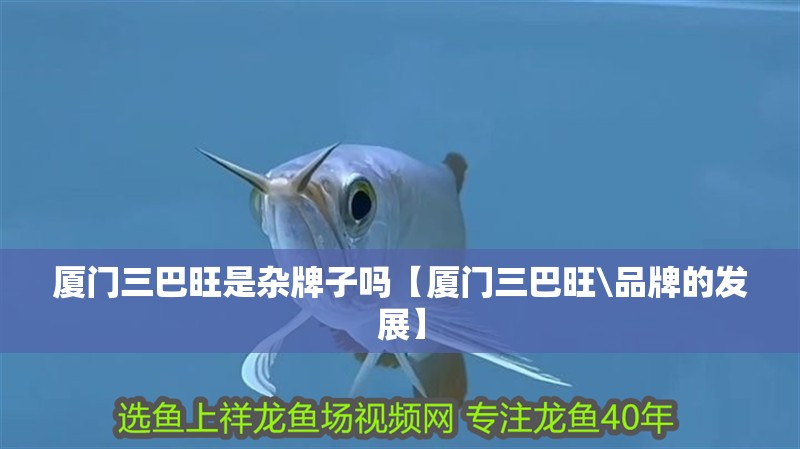 廈門(mén)三巴旺是雜牌子嗎【廈門(mén)三巴旺\品牌的發(fā)展】 廈門(mén)三巴旺是雜牌子嗎【廈門(mén)三巴旺\品牌的發(fā)展】 龍魚(yú)論壇