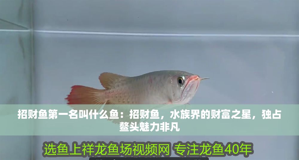 招財(cái)魚(yú)第一名叫什么魚(yú)：招財(cái)魚(yú)，水族界的財(cái)富之星，獨(dú)占鰲頭魅力非凡