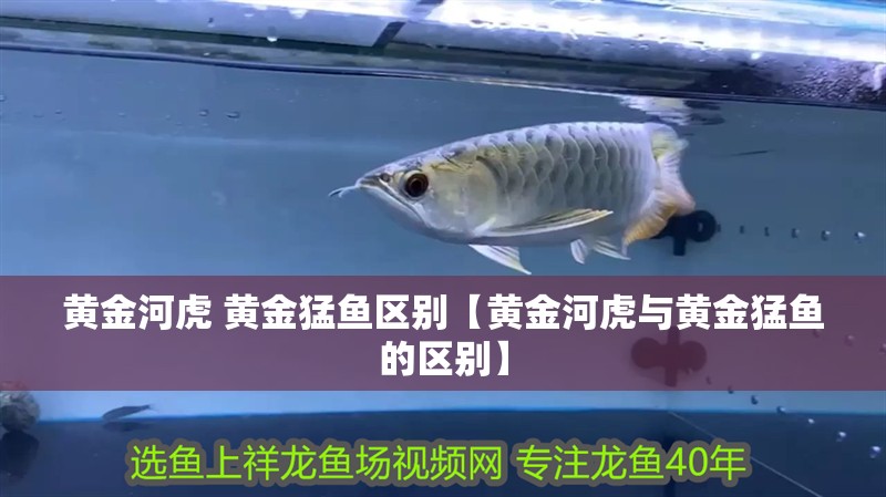 黃金河虎 黃金猛魚(yú)區(qū)別【黃金河虎與黃金猛魚(yú)的區(qū)別】