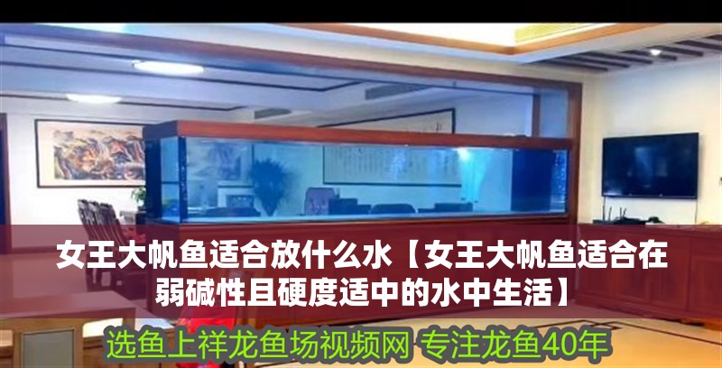 給大魚缸換水的作文:體驗給大魚缸換水的樂趣:體驗給大魚缸換水:給大魚缸換水的作文 女王大帆魚適合放什么水【女王大帆魚適合在弱堿性且硬度適中的水中生活】 龍魚論壇 女王大帆魚適合放什么水【女王大帆魚適合在弱堿性且硬度適中的水中生活】 女王大帆魚適合放什么水【女王大帆魚適合在弱堿性且硬度適中的水中生活】 龍魚論壇