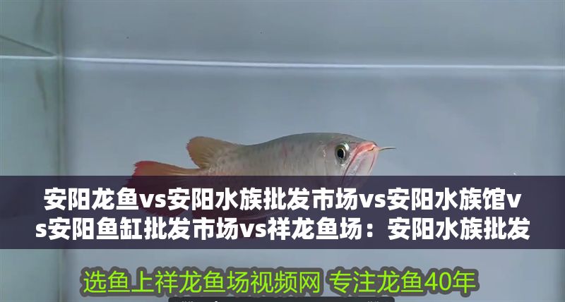 安陽(yáng)龍魚(yú)vs安陽(yáng)水族批發(fā)市場(chǎng)vs安陽(yáng)水族館vs安陽(yáng)魚(yú)缸批發(fā)市場(chǎng)vs祥龍魚(yú)場(chǎng)：安陽(yáng)水族批發(fā)市場(chǎng)、水族館和魚(yú)缸批發(fā)市場(chǎng)價(jià)格對(duì)比