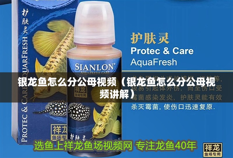 銀龍魚怎么分公母視頻（銀龍魚怎么分公母視頻講解）