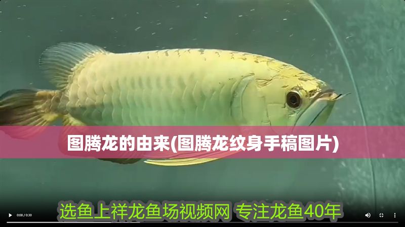 圖騰龍的由來(圖騰龍紋身手稿圖片)