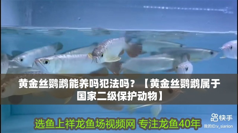 黃金絲鸚鵡能養嗎犯法嗎？【黃金絲鸚鵡屬于國家二級保護動物】