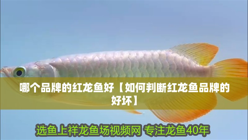 哪個品牌的紅龍魚好【如何判斷紅龍魚品牌的好壞】