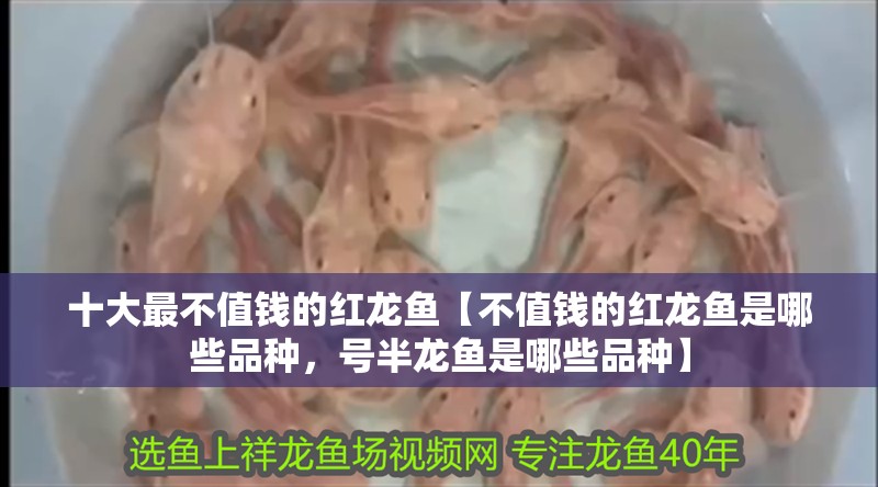 十大最不值錢的紅龍魚【不值錢的紅龍魚是哪些品種，號半龍魚是哪些品種】 十大最不值錢的紅龍魚【不值錢的紅龍魚是哪些品種，號半龍魚是哪些品種】 水族問答