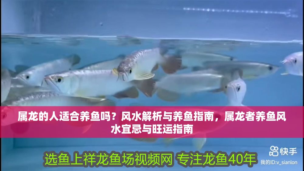 屬龍的人適合養魚嗎？風水解析與養魚指南，屬龍者養魚風水宜忌與旺運指南