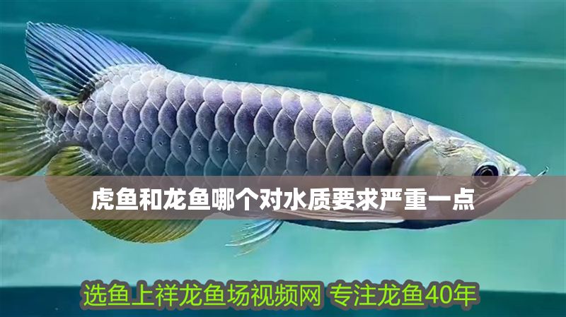 虎魚和龍魚哪個對水質要求嚴重一點 虎魚和龍魚哪個對水質要求嚴重一點 龍魚百科 第1張