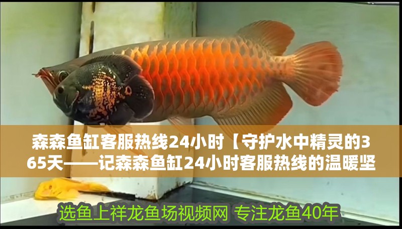 森森魚缸客服熱線24小時【守護水中精靈的365天——記森森魚缸24小時客服熱線的溫暖堅守】