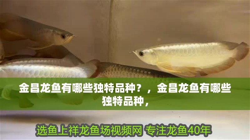 <strong><mark>金昌</mark></strong>龍魚有哪些獨特品種？，<strong><mark>金昌</mark></strong>龍魚有哪些獨特品種，