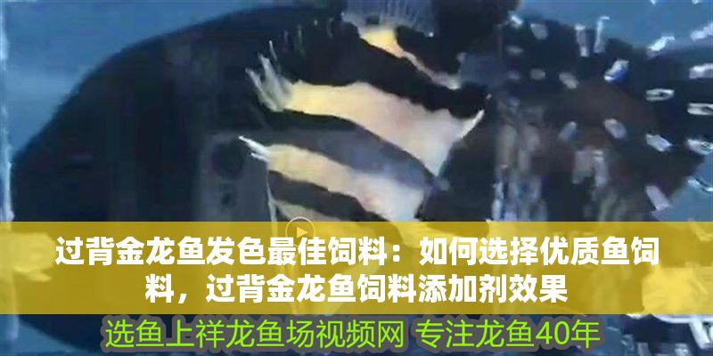 過背金龍魚發色最佳飼料：如何選擇優質魚飼料，過背金龍魚飼料添加劑效果