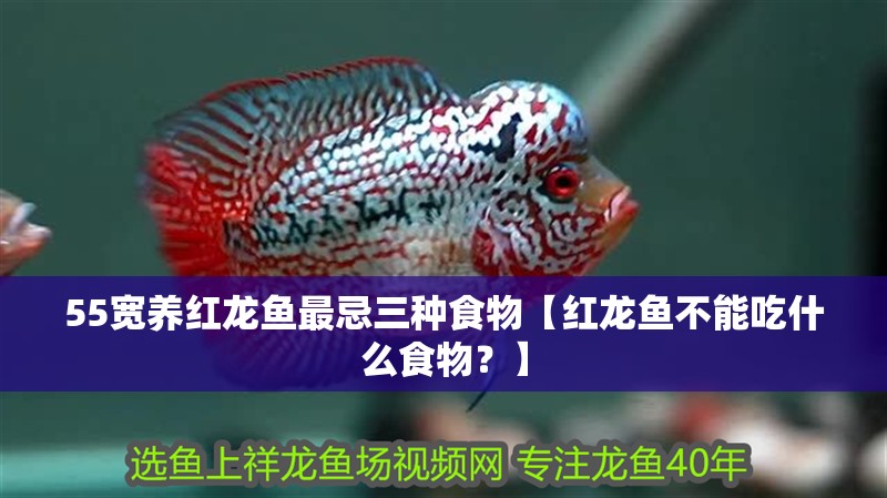 55寬養紅龍魚最忌三種食物【紅龍魚不能吃什么食物？】