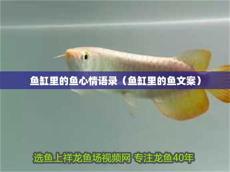 魚缸里的魚心情語(yǔ)錄（魚缸里的魚文案） 魚缸里的魚心情語(yǔ)錄（魚缸里的魚文案） 錦鯉魚百科 第1張