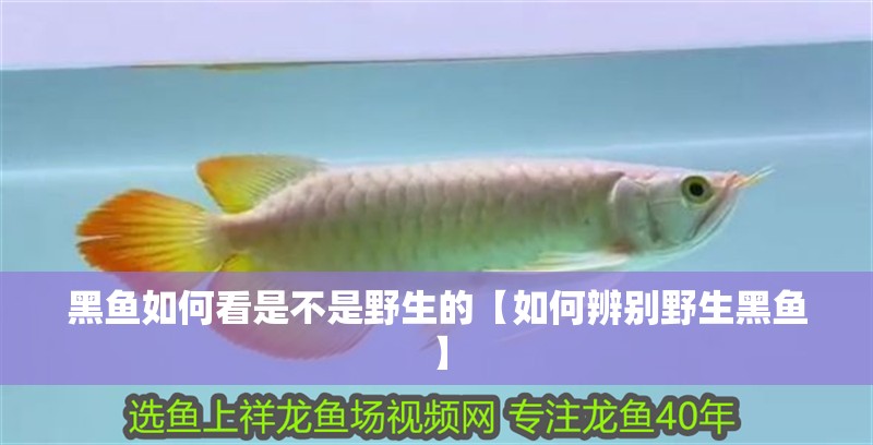 黑魚(yú)如何看是不是野生的【如何辨別野生黑魚(yú)】