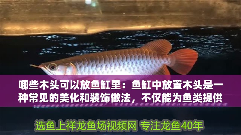 魚缸過濾器選購指南:自制魚缸過濾器魚缸上置過濾器對于養(yǎng)魚愛好者的必備知識 哪些木頭可以放魚缸里:魚缸中放置木頭是一種常見的美化和裝飾做法,不僅能為魚類提供棲息 魚缸百科 哪些木頭可以放魚缸里:魚缸中放置木頭是一種常見的美化和裝飾做法,不僅能為魚類提供棲息 哪些木頭可以放魚缸里:魚缸中放置木頭是一種常見的美化和裝飾做法,不僅能為魚類提供棲息 魚缸百科