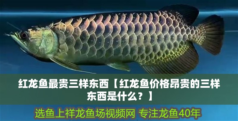 紅龍魚(yú)最貴三樣?xùn)|西【紅龍魚(yú)價(jià)格昂貴的三樣?xùn)|西是什么？】