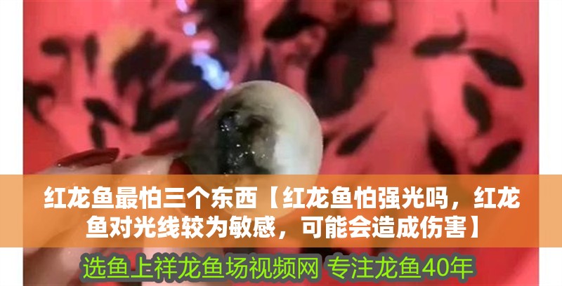 紅龍魚最怕三個東西【紅龍魚怕強光嗎，紅龍魚對光線較為敏感，可能會造成傷害】 紅龍魚最怕三個東西【紅龍魚怕強光嗎，紅龍魚對光線較為敏感，可能會造成傷害】 水族問答