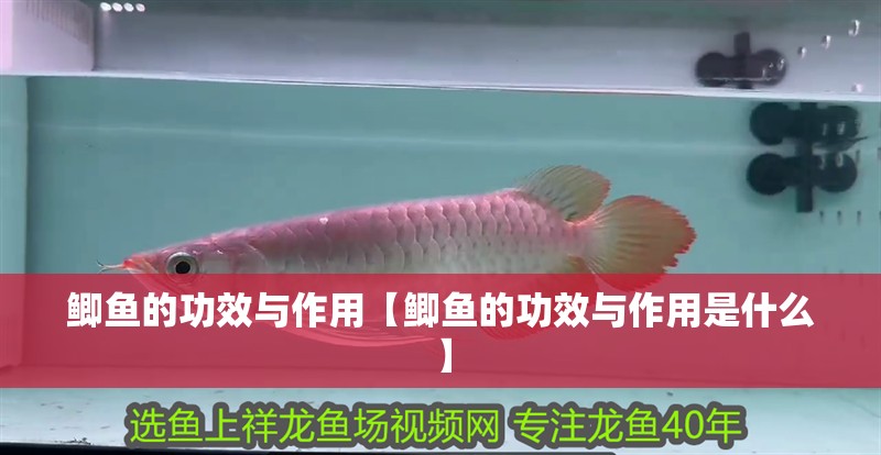 鯽魚(yú)的功效與作用【鯽魚(yú)的功效與作用是什么】