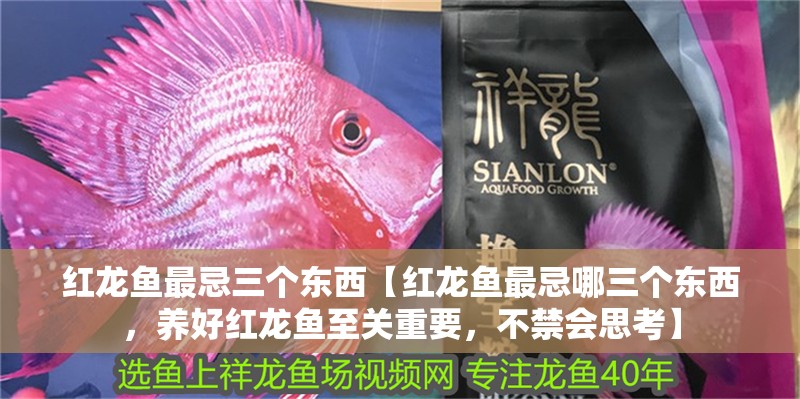 紅龍魚最忌三個東西【紅龍魚最忌哪三個東西，養好紅龍魚至關重要，不禁會思考】
