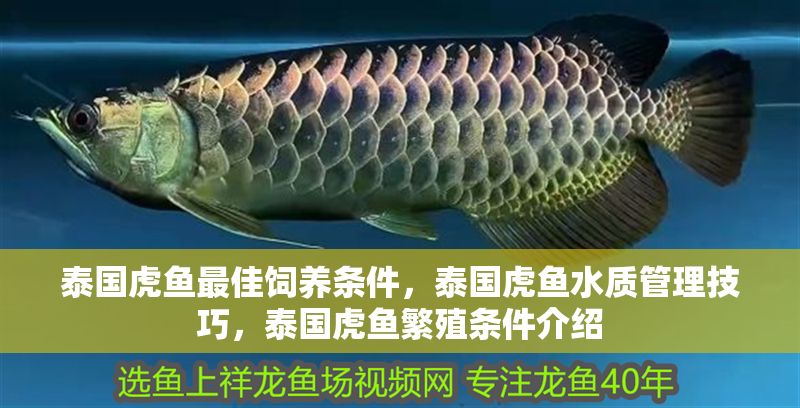 泰國虎魚最佳飼養(yǎng)條件，泰國虎魚水質(zhì)管理技巧，泰國虎魚繁殖條件介紹