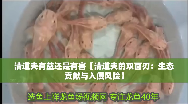 清道夫有益還是有害【清道夫的雙面刃：生態貢獻與入侵風險】