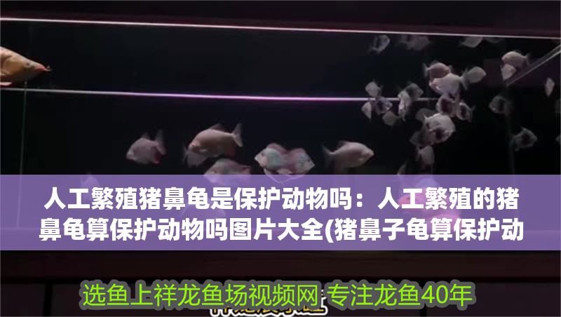 人工繁殖豬鼻龜是保護動物嗎：人工繁殖的豬鼻龜算保護動物嗎圖片大全(豬鼻子龜算保護動物嗎