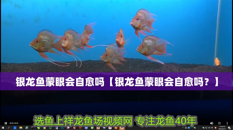 銀龍魚蒙眼會自愈嗎【銀龍魚蒙眼會自愈嗎？】