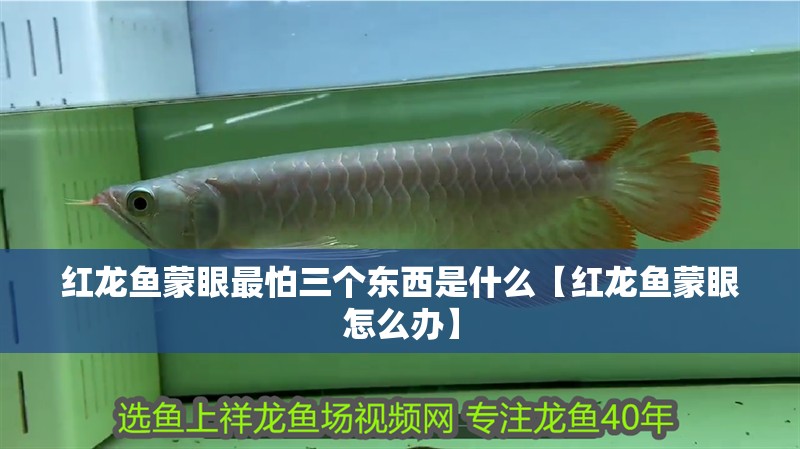 紅龍魚(yú)蒙眼最怕三個(gè)東西是什么【紅龍魚(yú)蒙眼怎么辦】