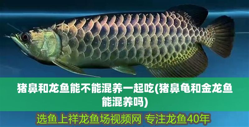 豬鼻和龍魚能不能混養一起吃(豬鼻龜和金龍魚能混養嗎)