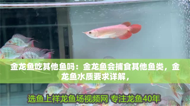 金龍魚吃其他魚嗎：金龍魚會捕食其他魚類，金龍魚水質要求詳解，