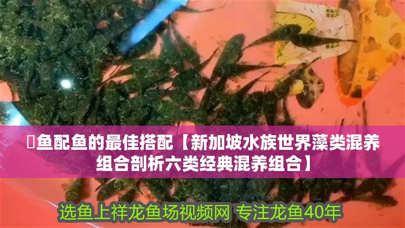 紅龍魚(yú)用黃燈烤有用嗎 魟魚(yú)配魚(yú)的最佳搭配【新加坡水族世界藻類混養(yǎng)組合剖析六類經(jīng)典混養(yǎng)組合】 龍魚(yú)論壇 魟魚(yú)配魚(yú)的最佳搭配【新加坡水族世界藻類混養(yǎng)組合剖析六類經(jīng)典混養(yǎng)組合】 魟魚(yú)配魚(yú)的最佳搭配【新加坡水族世界藻類混養(yǎng)組合剖析六類經(jīng)典混養(yǎng)組合】 龍魚(yú)論壇