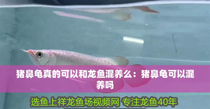 豬鼻龜真的可以和龍魚混養么：豬鼻龜可以混養嗎 豬鼻龜真的可以和龍魚混養么：豬鼻龜可以混養嗎 豬鼻龜百科 第1張