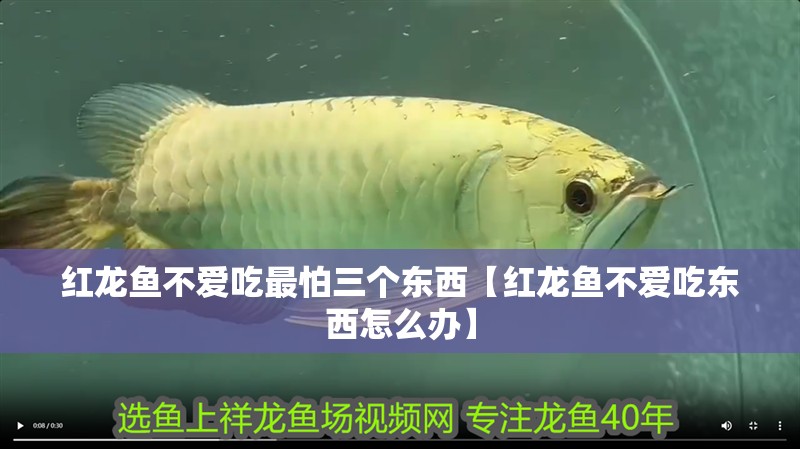 紅龍魚不愛吃最怕三個東西【紅龍魚不愛吃東西怎么辦】 紅龍魚不愛吃最怕三個東西【紅龍魚不愛吃東西怎么辦】 水族問答
