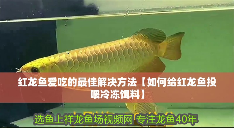 紅龍魚愛吃的最佳解決方法【如何給紅龍魚投喂冷凍餌料】