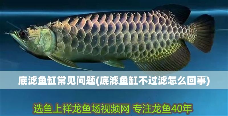 底濾魚缸常見問題(底濾魚缸不過濾怎么回事)